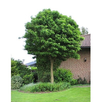 Agát biely - Robinia pseudoacacia ´Umbraculifera´ - na 220cm kmeni, 8/12