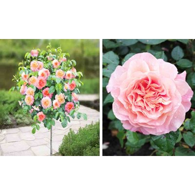 Ruža - Rosa ´Augusta Luise´  KM110
