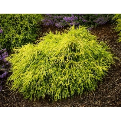 Cypruštek hrachonosý 'Mops' - Chamaecyparis pisifera 'Sungold' CO2L 15/20