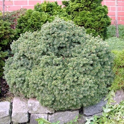 Smrek biely Echiniformis (Ježovitý) - Picea glauca ´Echiniformis´ Co2.5L  10/15