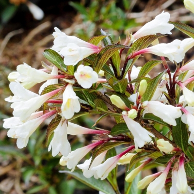 Vajgela kvetnatá  - Weigela florida 'Black and White' Co1,5L  15/30