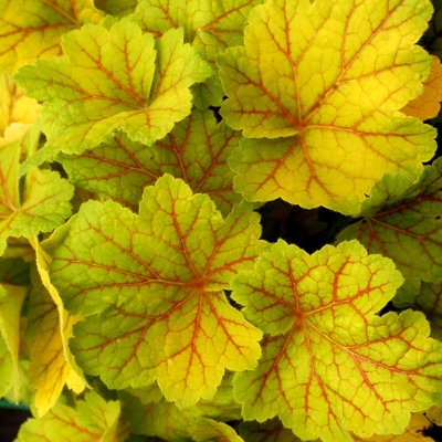 Heuchera  ’Electra´ P13  5/10