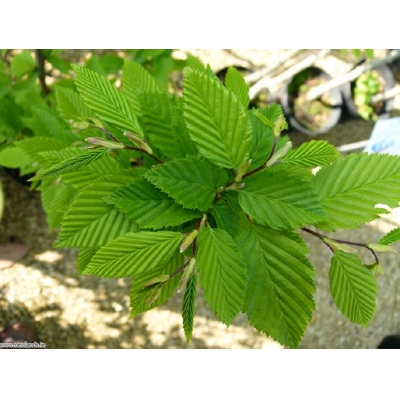 Hrab obyčajný - Carpinus betulus P11 60+