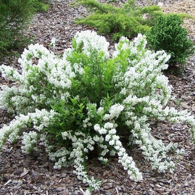 Trojpuk nežný - Deutzia gracilis ´Nikko´ 20/30  Co2,5L