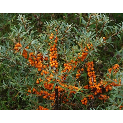 Rakytník rešetliakovitý SAMIČÍ ? Hippophae rhamnoides ´Júlia´ Co2.5L 20/30