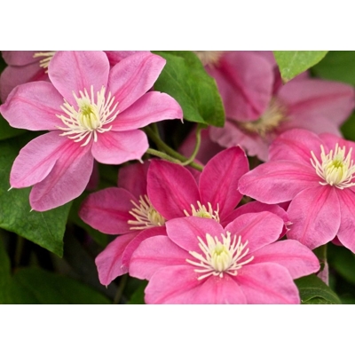 Plamienok - Clematis 'Comtesse de Bouchaud'  Veľkosť: 40+  Co2L