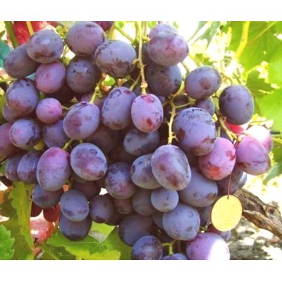 Vinič stolový - Vitis vinifera 'Armani´- ružové ...