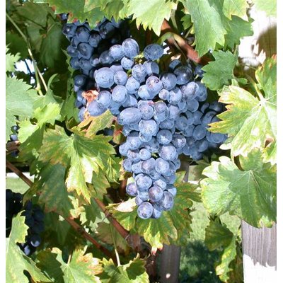 Vinič stolový - Vitis vinifera 'Bruno´- modré Co...