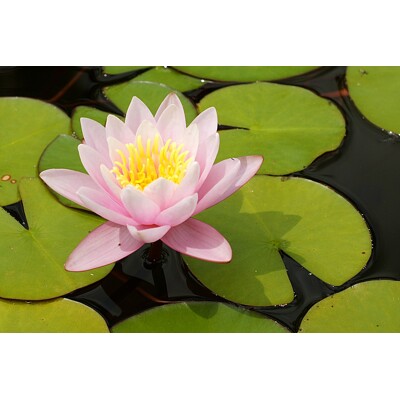 Nymphaea – Najkrajšia vodná rastlina pre vaše záhradné jazierko