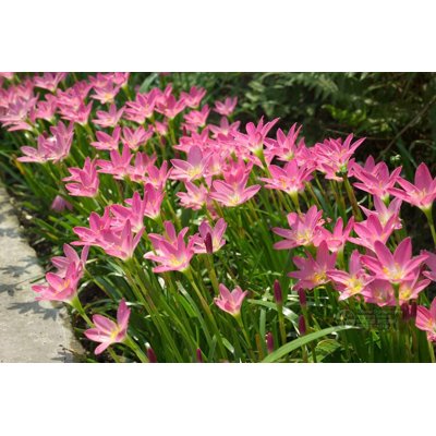 Zephyranthes candida pink P9