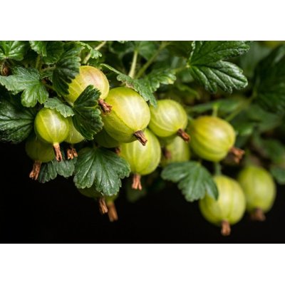 Egreš biely -  Ribes uva-crispa  'Hinnonmaeki Gr...