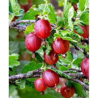 Egreš červený -  Ribes uva-crispa   'Hinnonmaeki...