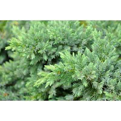 Borievka pobežná - Juniperus conferta &#039;Blue Pacific&#039;  20/30  Co2,5L