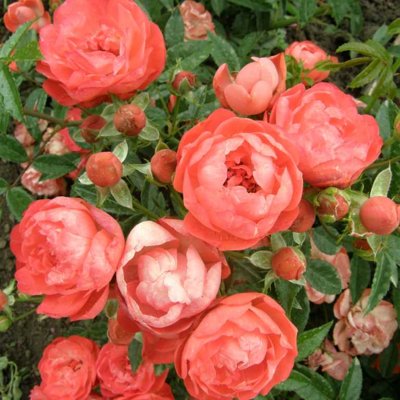 Ruža záhonová - Rosa 'Orange Morsdag' - oranžová...