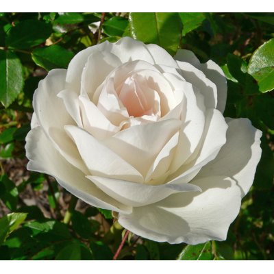 Ruža záhonová - Rosa floribunda ´Korbin´ - veľko...