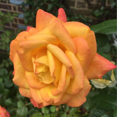 Ruža záhonová - Rosa floribunda ´Doris Tysterman...