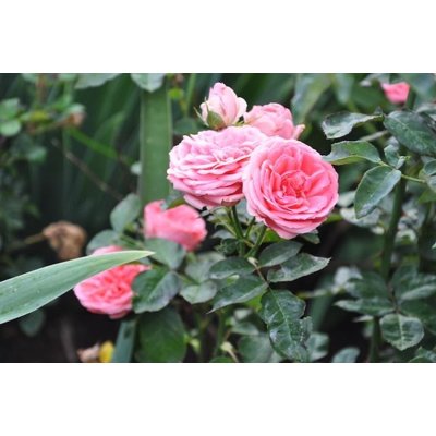 Ruža záhonová - Rosa floribunda ´Kimono´ - veľko...