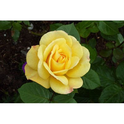 Ruža  - Rosa ´Arthur Bell´ -žltá veľkokvetá Co3L...