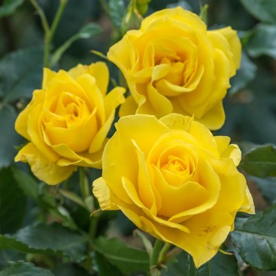 Ruža  - Rosa ´Korresia´ -žltá veľkokvetá Co3L...