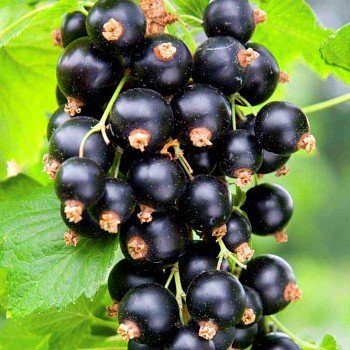Ríbezľa čierna stromčeková - Ribes nigrum 'Bona'...