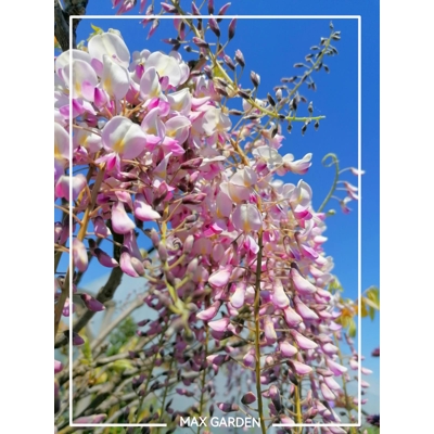 Vistéria japonská - Wisteria floribunda 'Rosea' Co3L