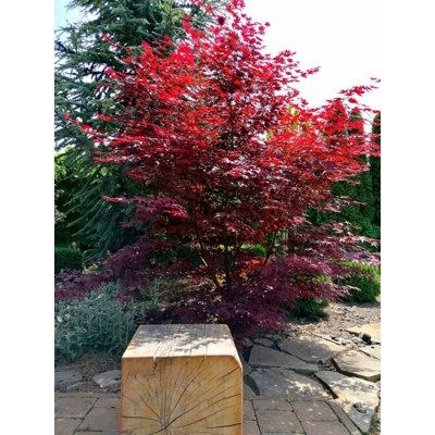 Javor dlaňolistý  - Acer palmatum 'Fireglow' Co1...