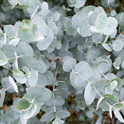 Eukalyptus gunniho - Eucalyptus gunnii  Co25/30L...