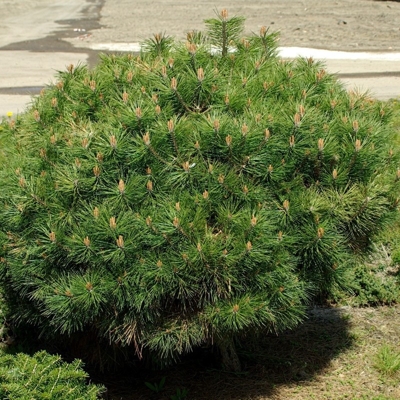Pinus Nigra ´Brepo´  Co12L  40/50