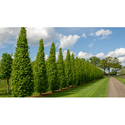 Hrab oby?ajný - Carpinus betulus ´Frans Fontain´ - 300/350cm
