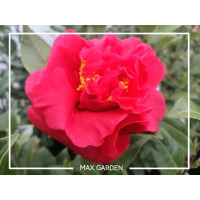 Kamélia Japonská červená  - Camellia japonica 'M...