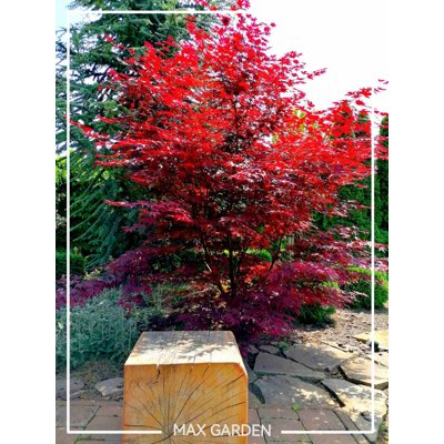 Javor dlaňolistý Bloodgood - Acer palmatum 'BLOO...
