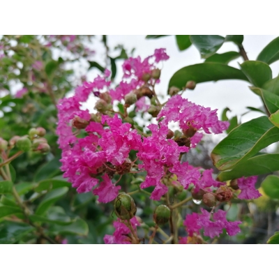 Myrta krepová tmavo ružová - Lagerstroemia indica ´ Violacea´  Co10L  KM80-90 170/190