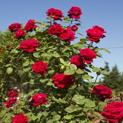 Ruža popínavá -voňavá - Rosa ´EDITH PIAF ®´ Co5L 180/200