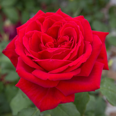 Ruža kríčková -voňavá -  Rosa BOTERO ® Co4L
