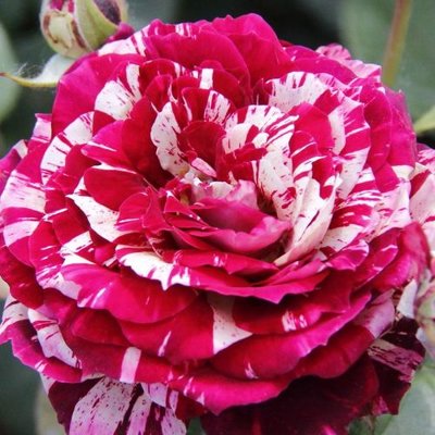 Ruža čajová -voňavá - Rosa JULIO IGLESIAS ® Co4L
