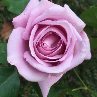 Ruža čajová -voňavá - Rosa SISSI ® Co4L