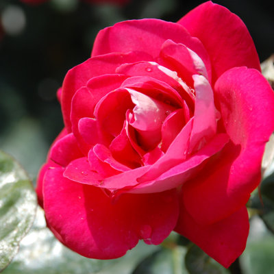 Ruža čajová -voňavá - Rosa HEIMATMELODIE ® Co4L