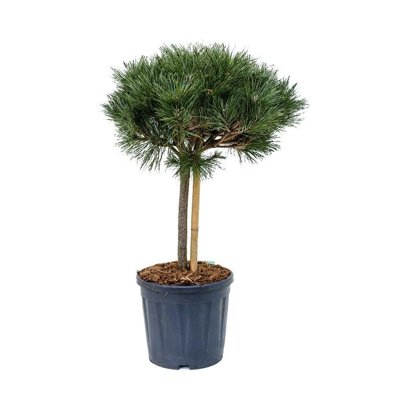 Pinus Nigra ´Brepo´  Co7,5L  KM50