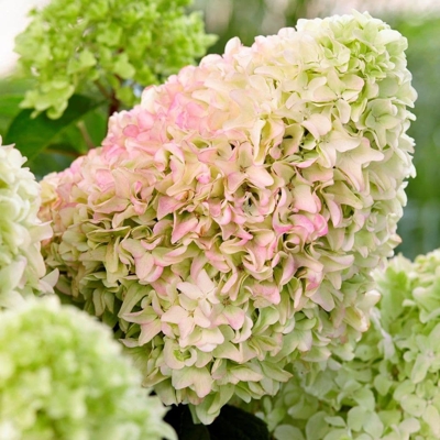 Hydrangea paniculata ‘Little Fraise’ – kompaktná hortenzia s ružovým kvitnutím | Maxgarden