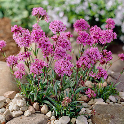 Lychnis alpina ´Magenta´