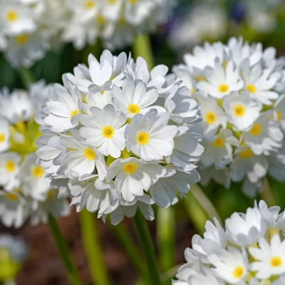Primula denticulata ´Prom Lilac´