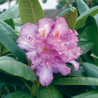 Rododendrón - Rhododendron ´Everestianum´  Co5L ...