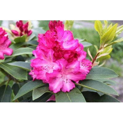 Rododendrón - Rhododendron ´Pelopidas´  Co5L 30/...