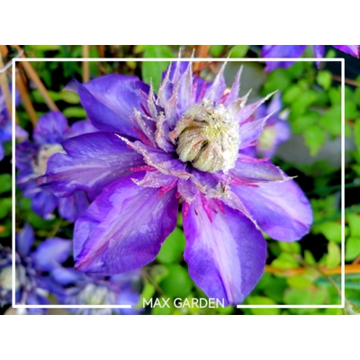 Plamienok - Clematis 'Multi Blue'  Co2L 70/80