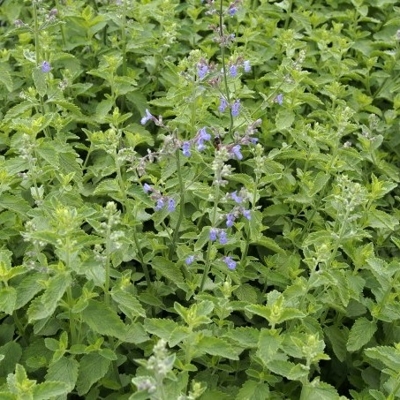 Nepeta faassenii 'Six Hills Giant´Co9