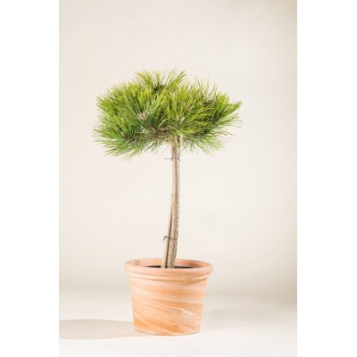 Pinus densiflora ´Low Glow´ Co2L KM60