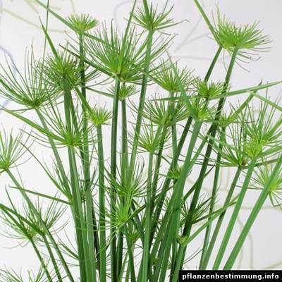 Cyperus haspan P12 40/60