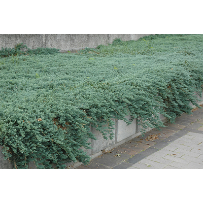 Borievka rozprestretá 'Ice Blue' - Juniperus horizontalis 'Ice Blue'  20/30cm, Co2L