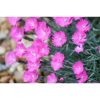 Dianthus gratianopolitanus 'Pink Jewel' K9