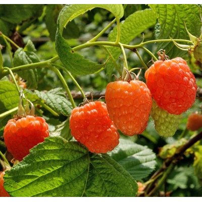 Malina oranžová - Rubus idaeus 'Valentina' Co2L ...